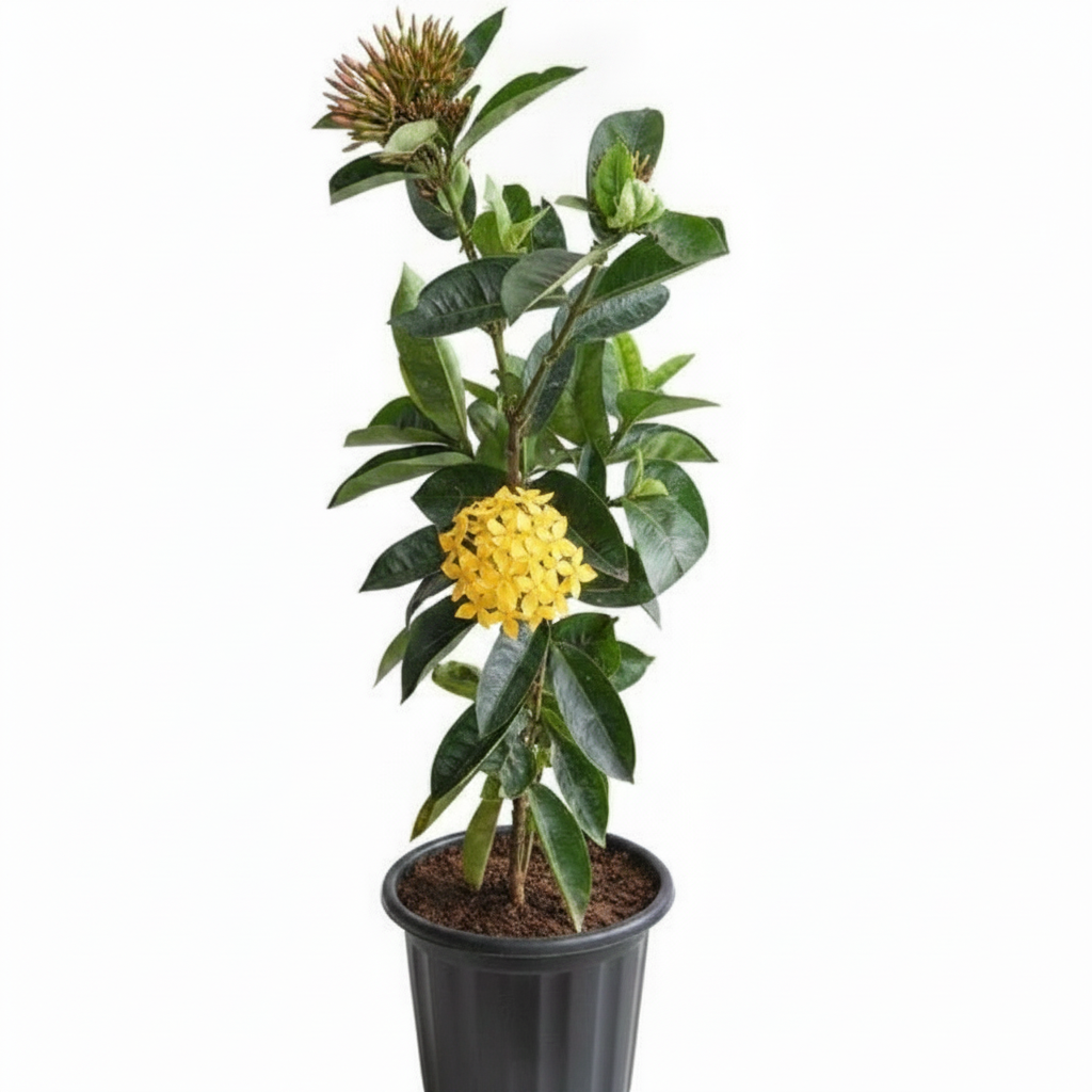 Ixora Yellow