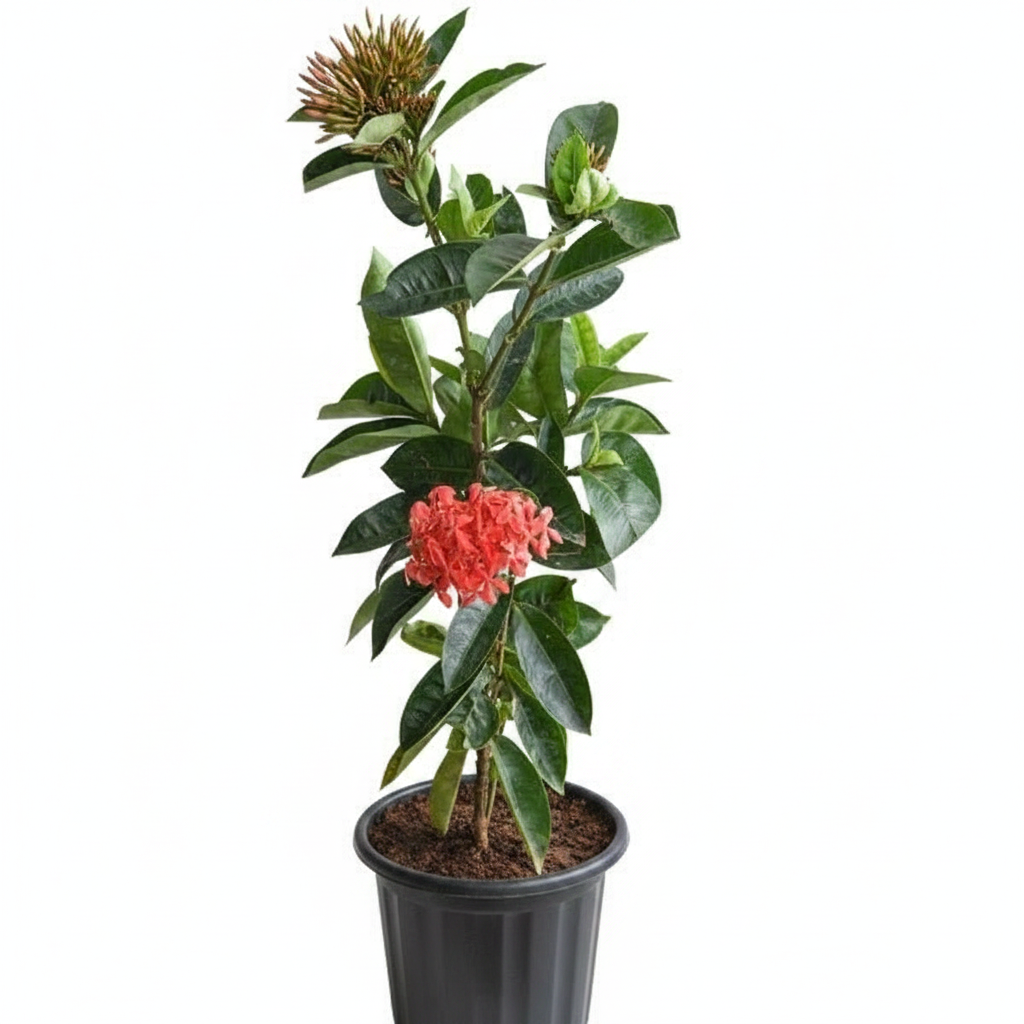 Ixora Orange