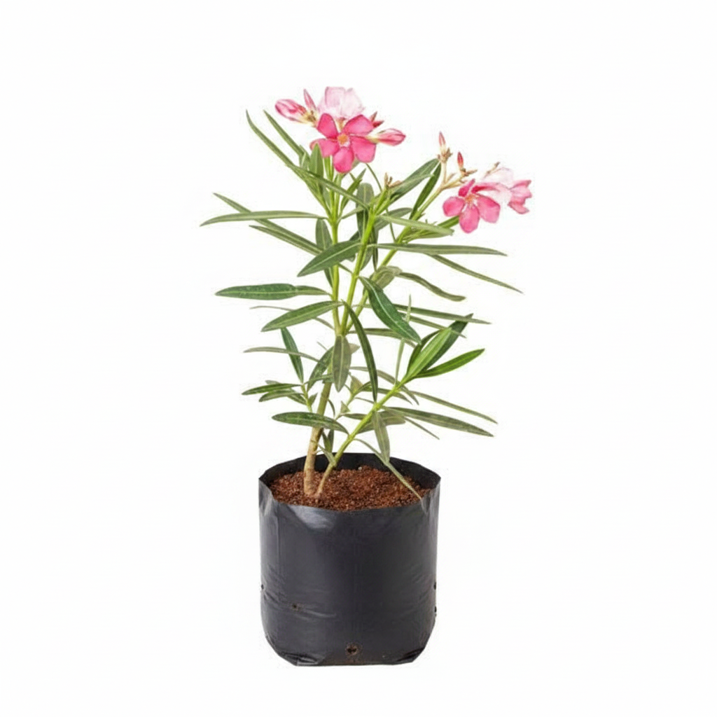 Oleander Peach