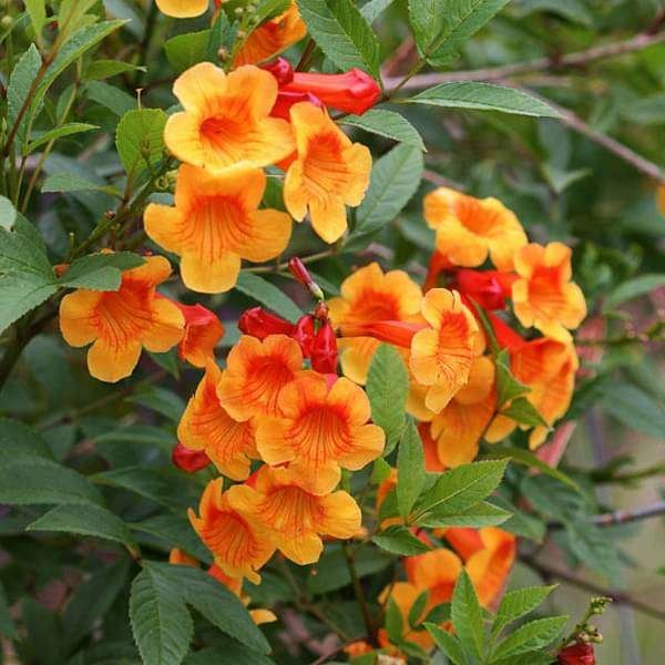 Yellow Bells Orange