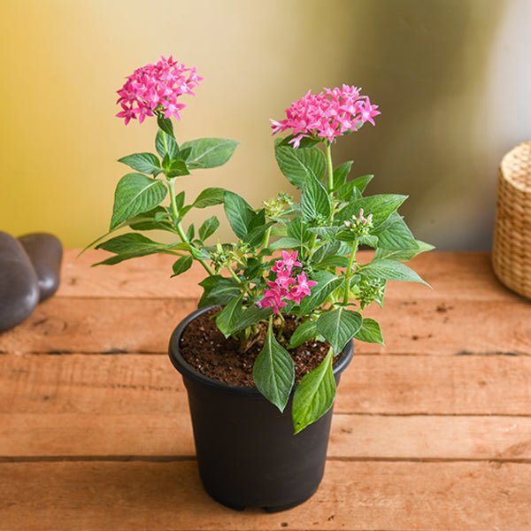 Pentas Dark Pink