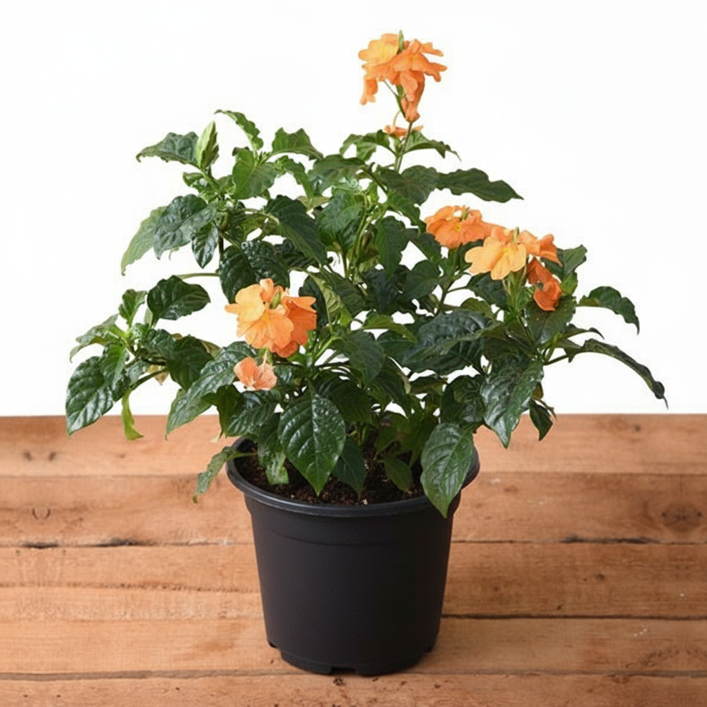 Firecracker Flower
