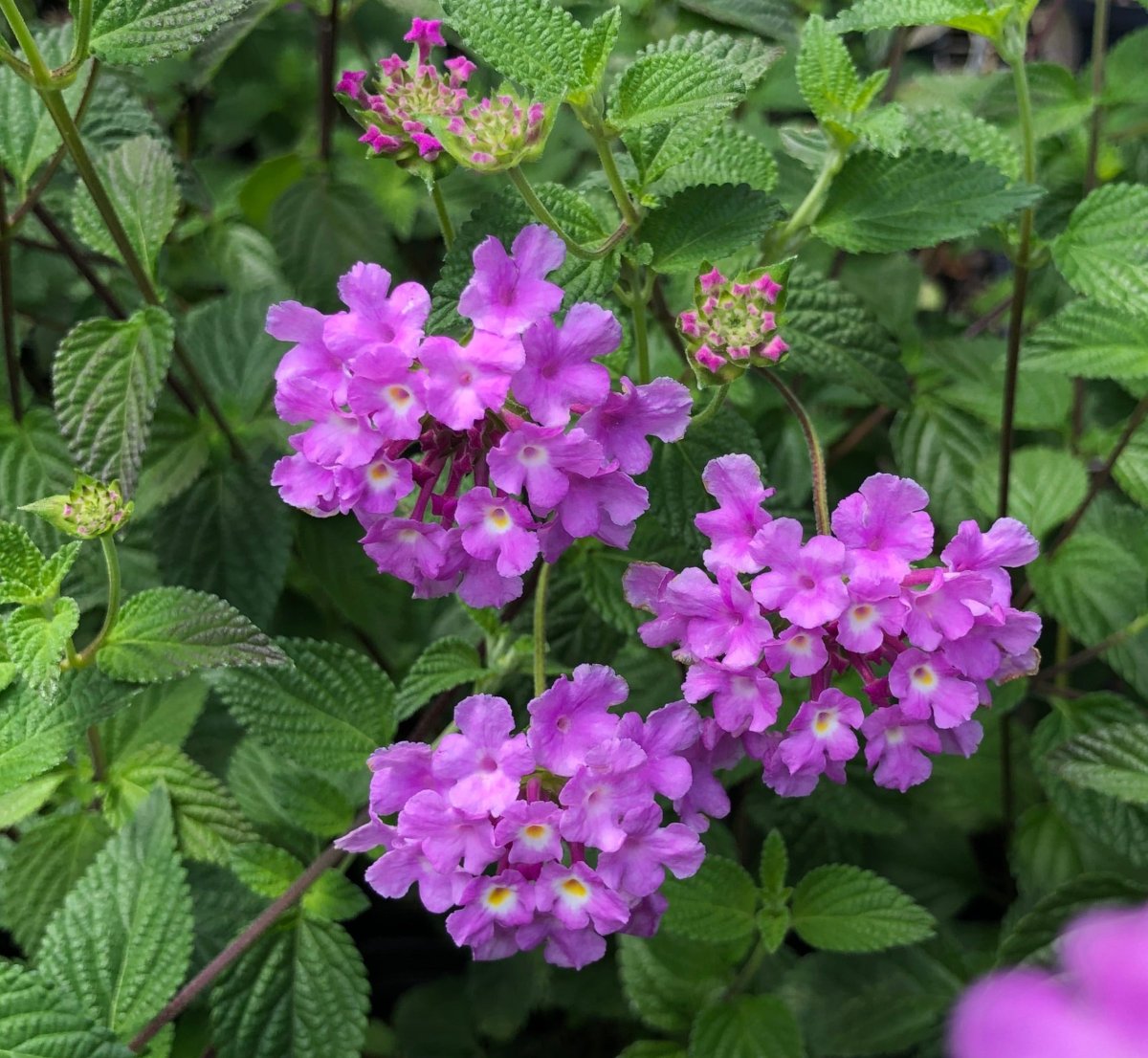 Lantana Lavender