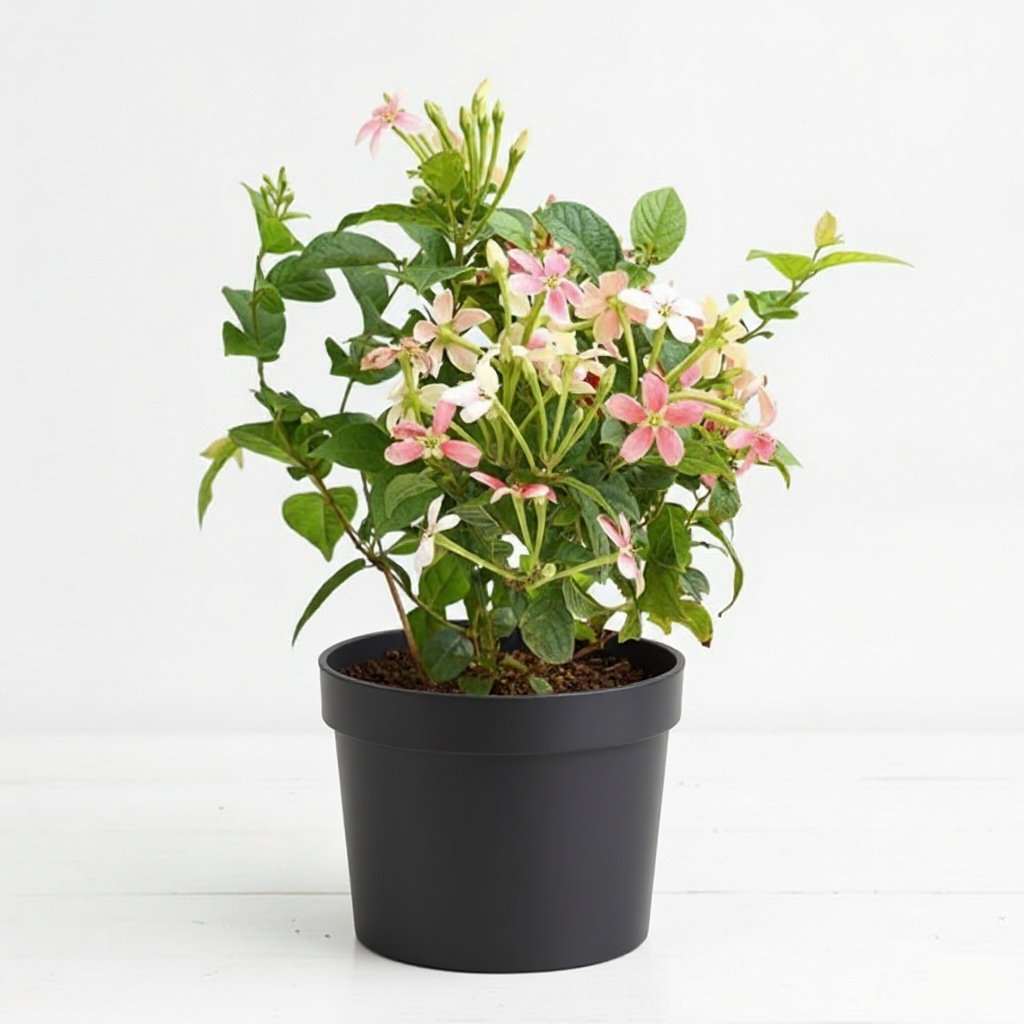 Madhumalti Rangoon Creeper