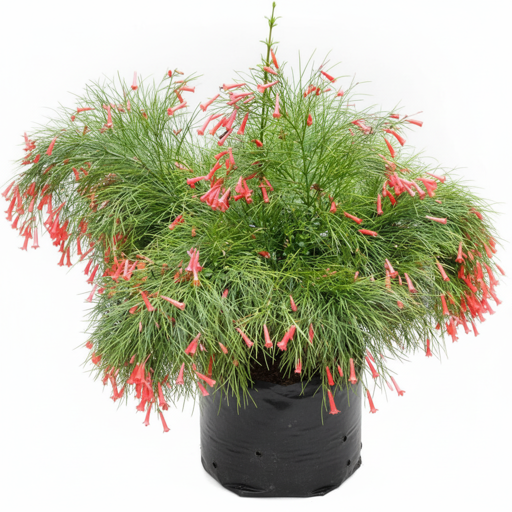 Firecracker Plant Red
