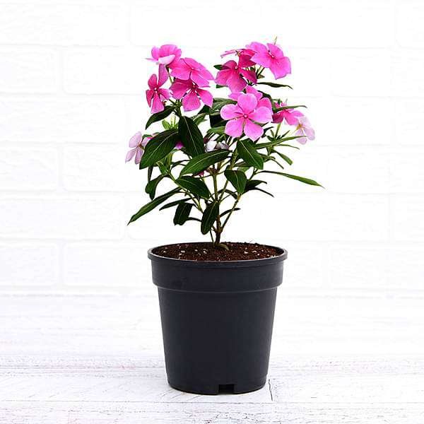 Vinca Periwinkle Lavender