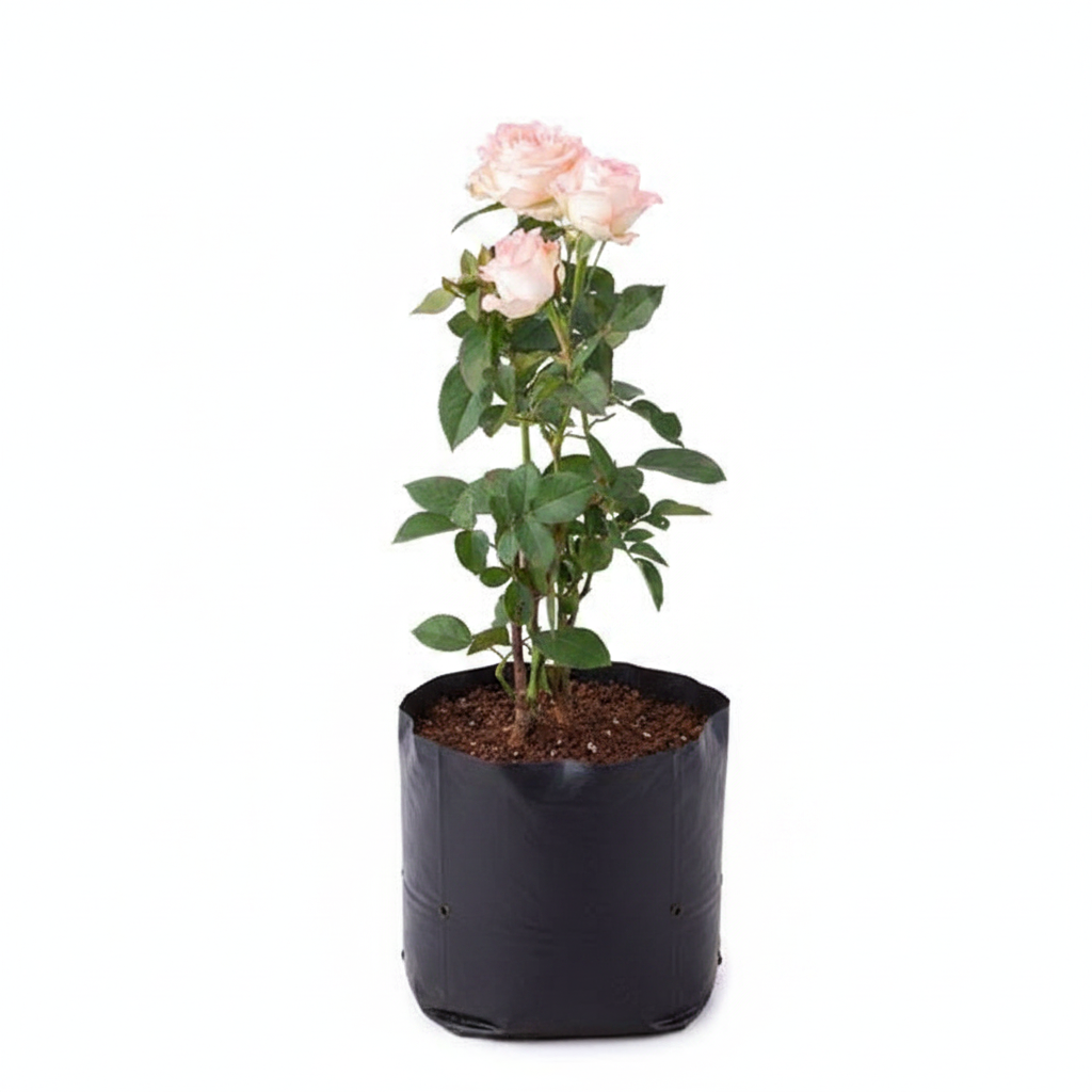 Rose Peach