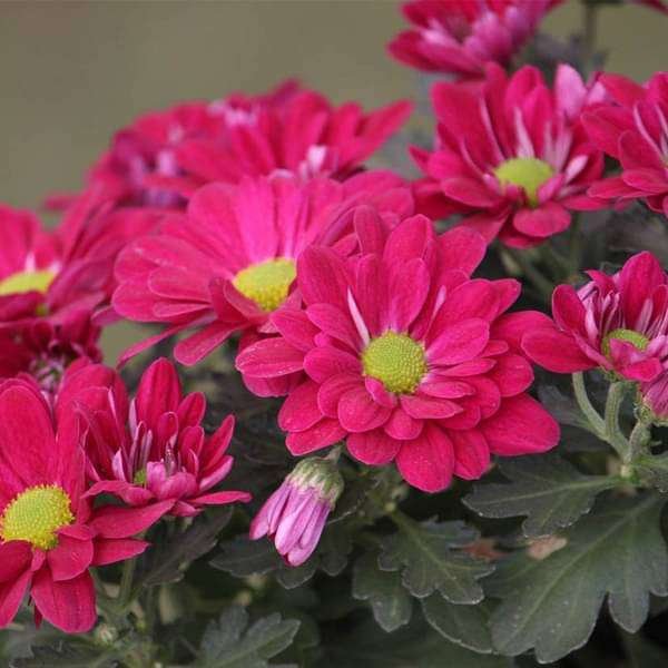Chrysanthemum Pink