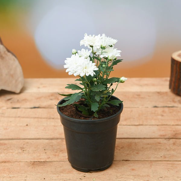 Chrysanthemum White