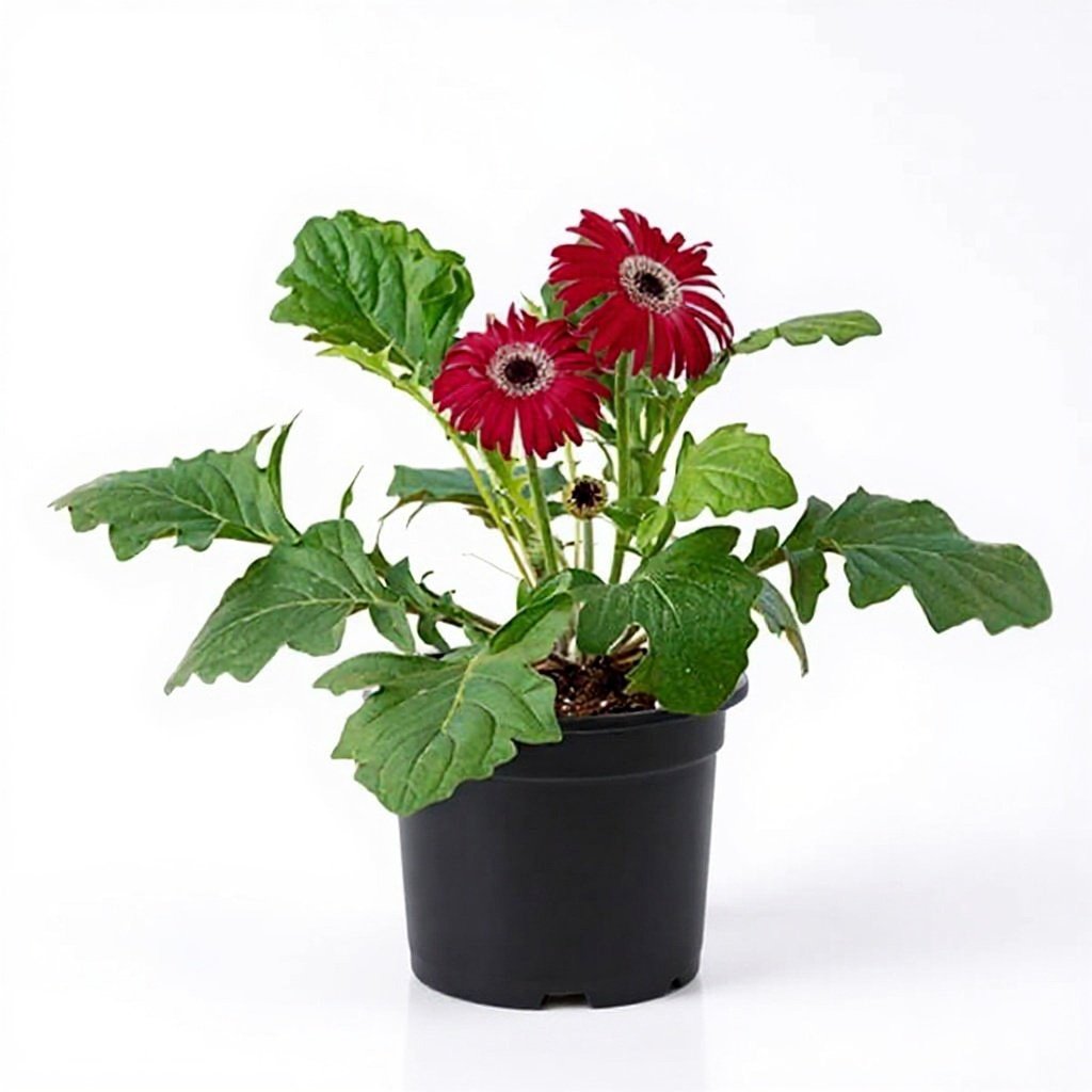 Gerbera Red