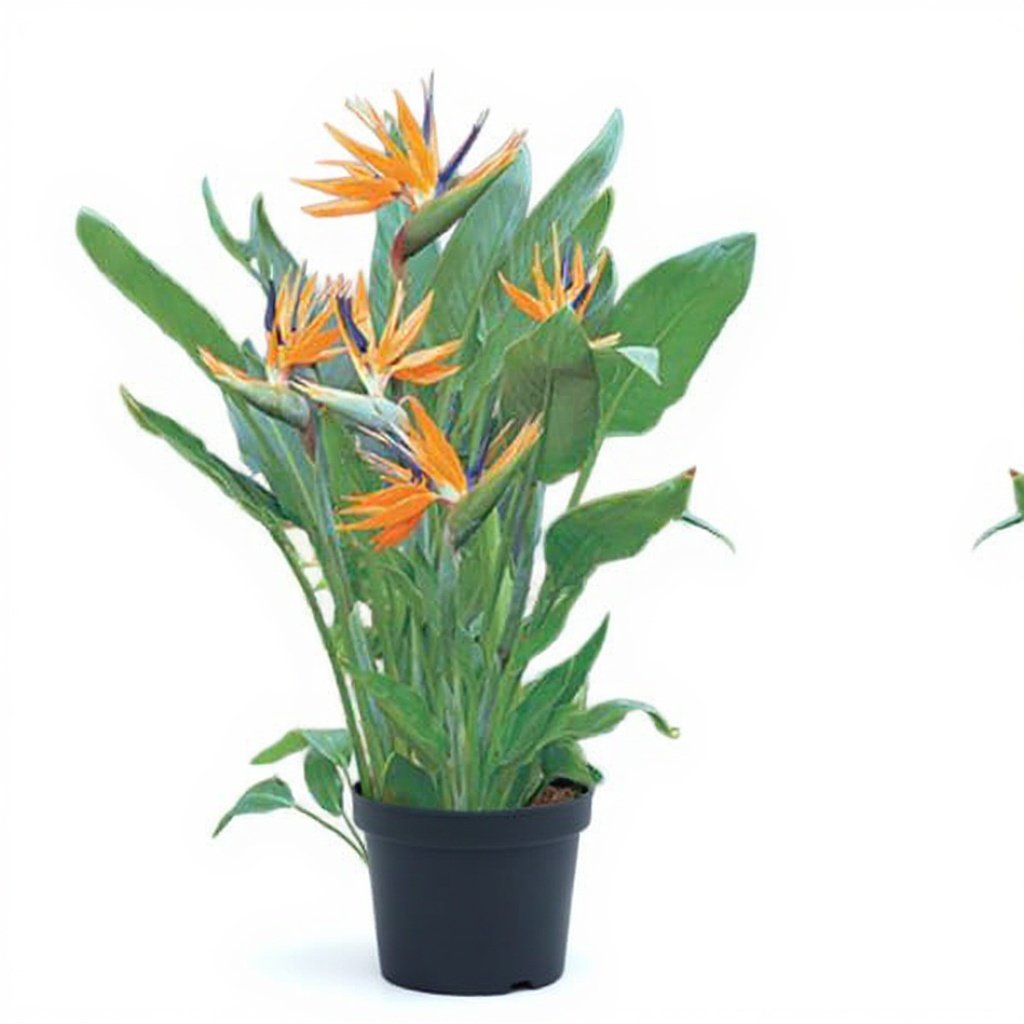 Bird of Paradise