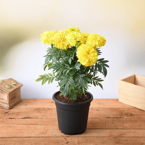 Marigold African Yellow