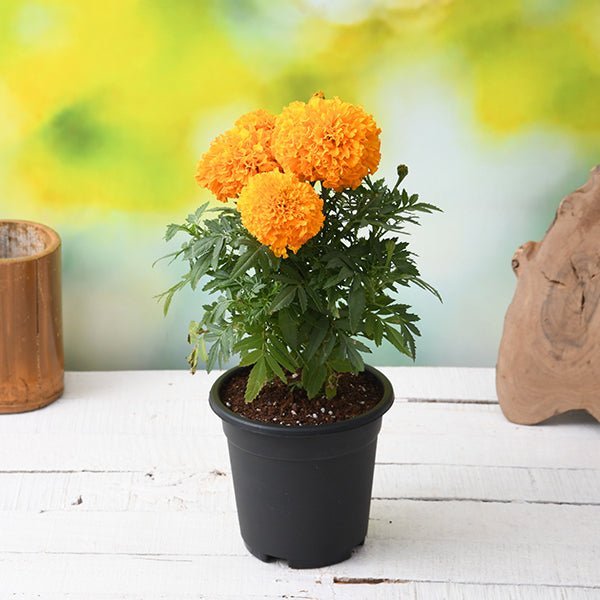 Marigold African Orange