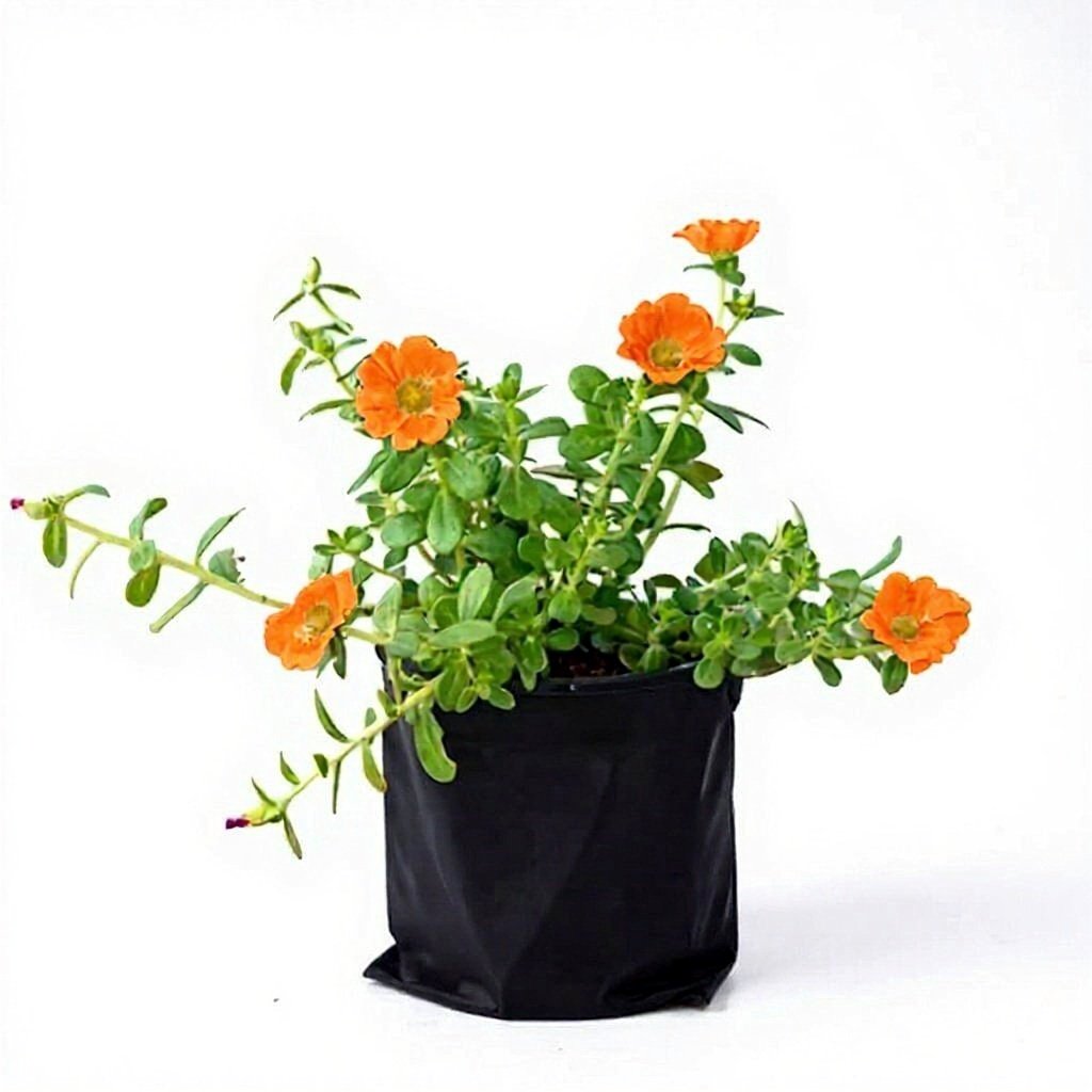 Portulaca Orange
