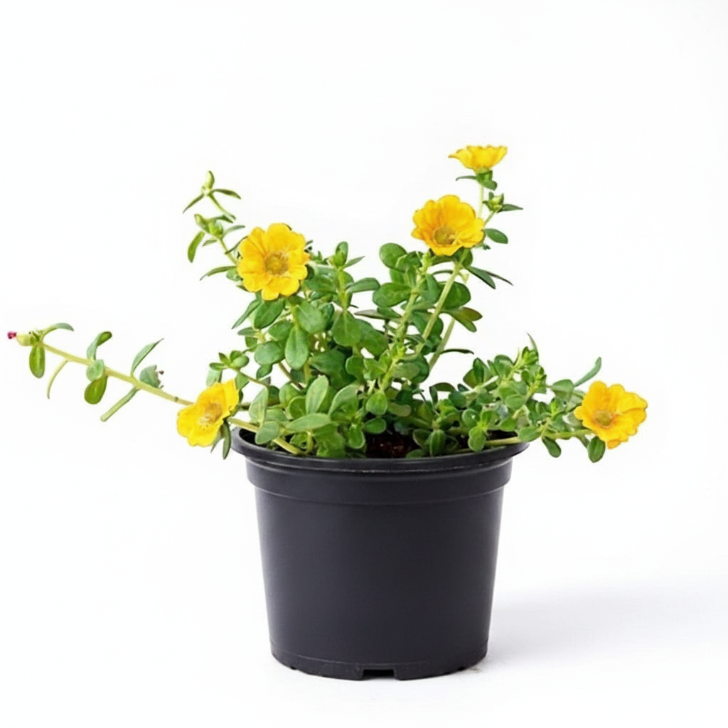 Portulaca Yellow