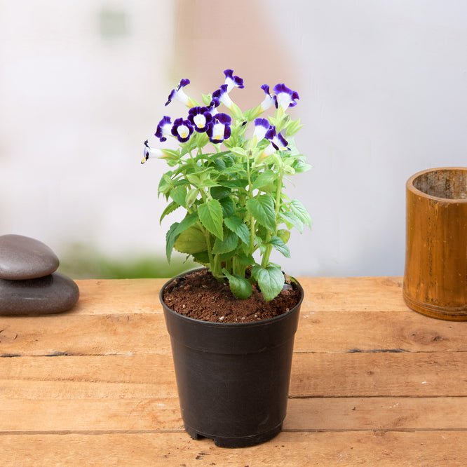 Wishbone Flower Purple