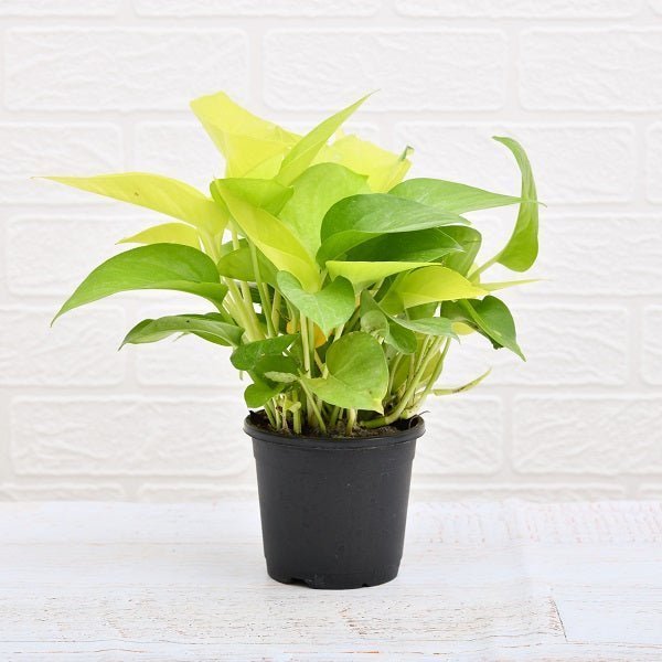 Money Plant Golden