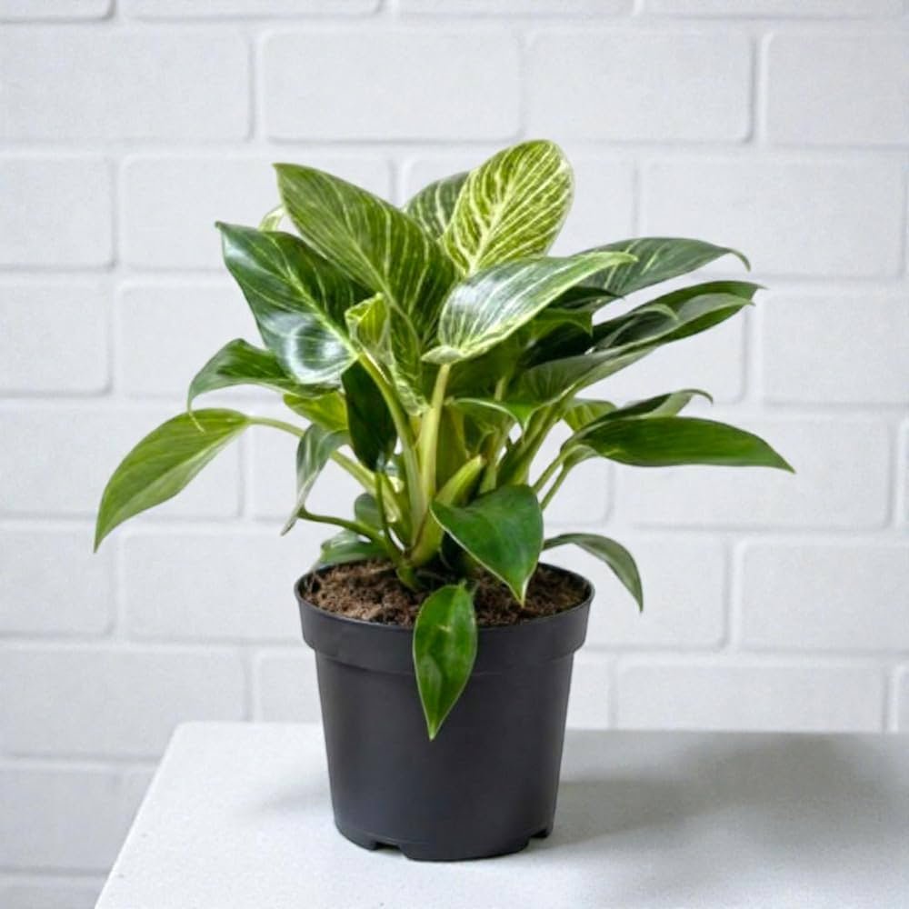 Philodendron Birkin