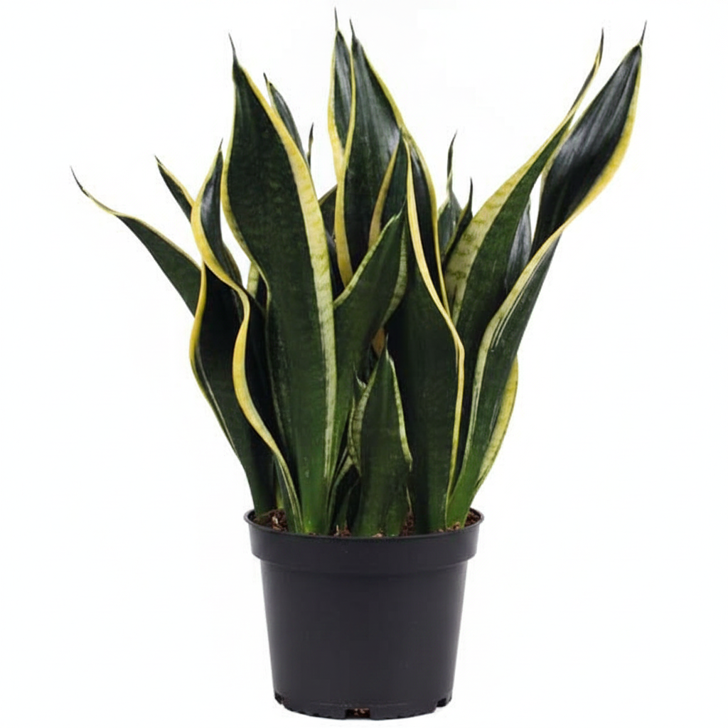 Snake Plant Black Gold
