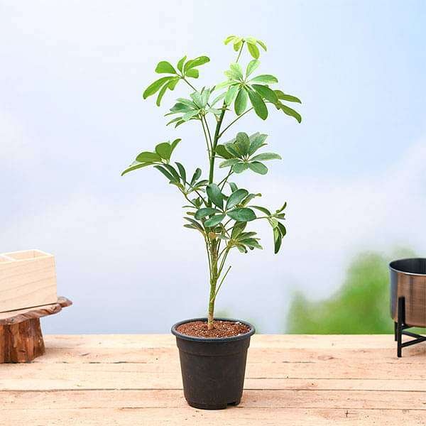 Schefflera Green