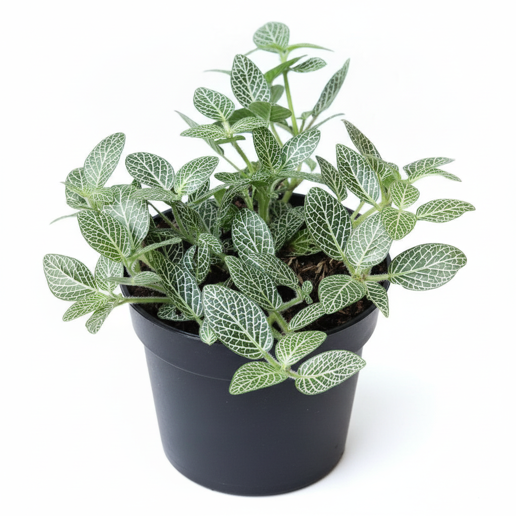 Nerve Plant White