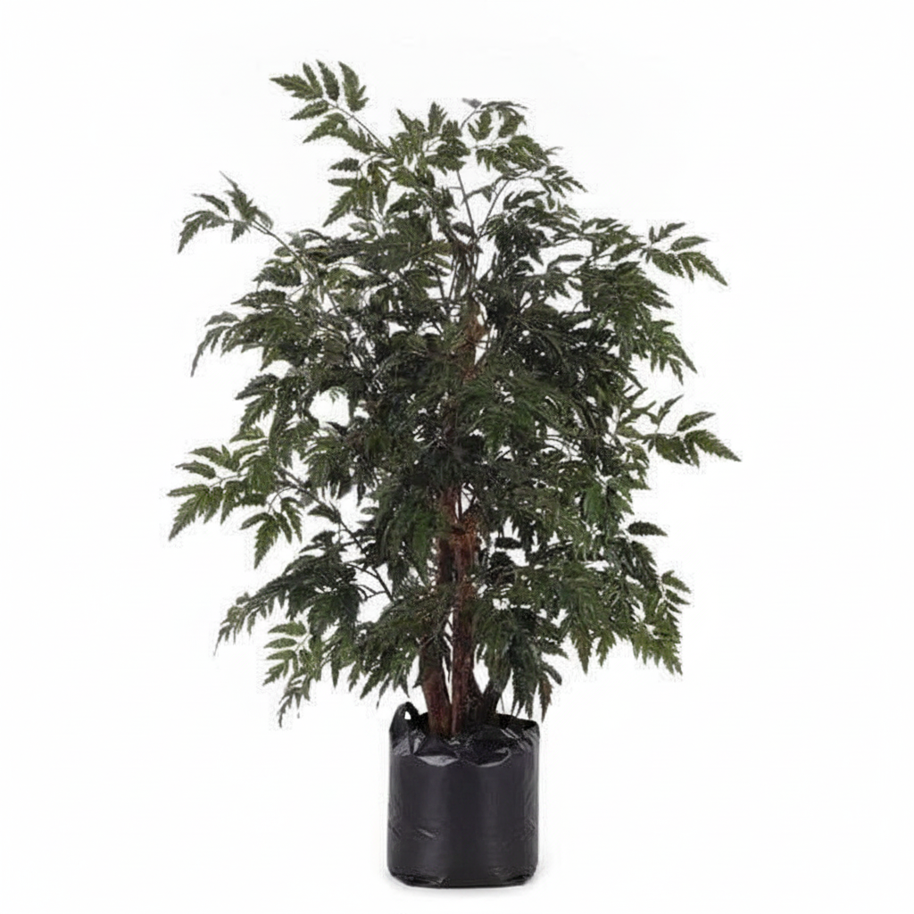 Aralia Black