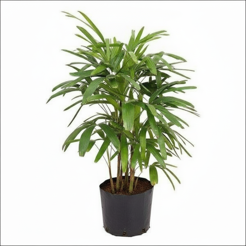 Lady Palm