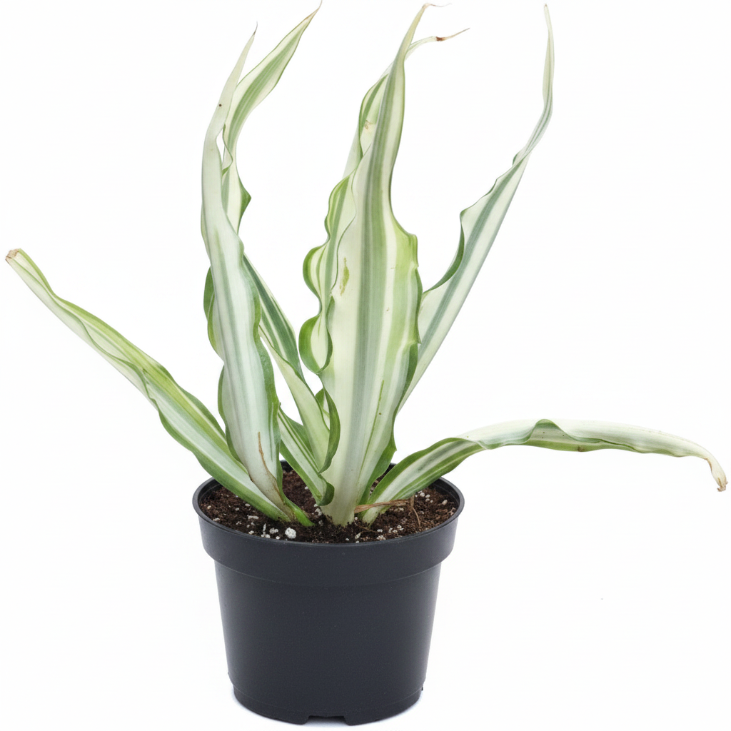 Agave