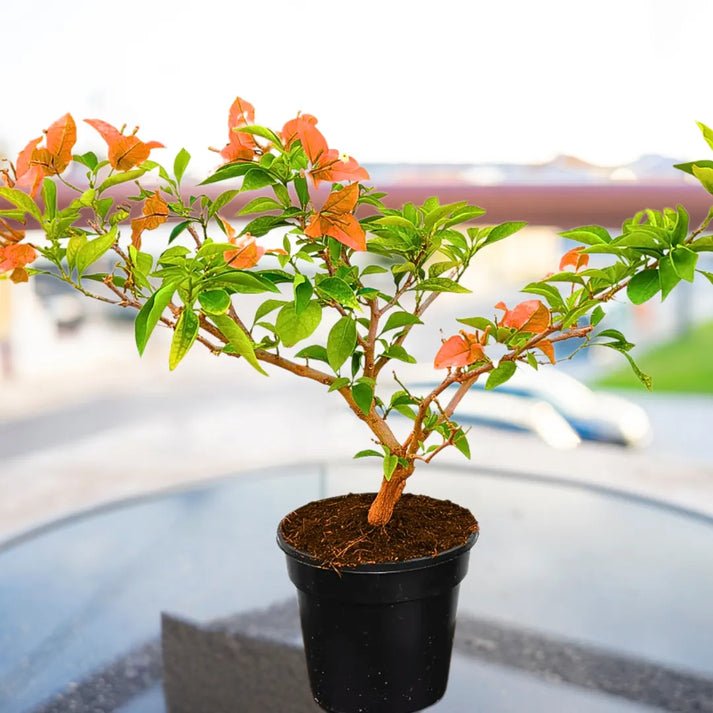 Bougainvillea Orange