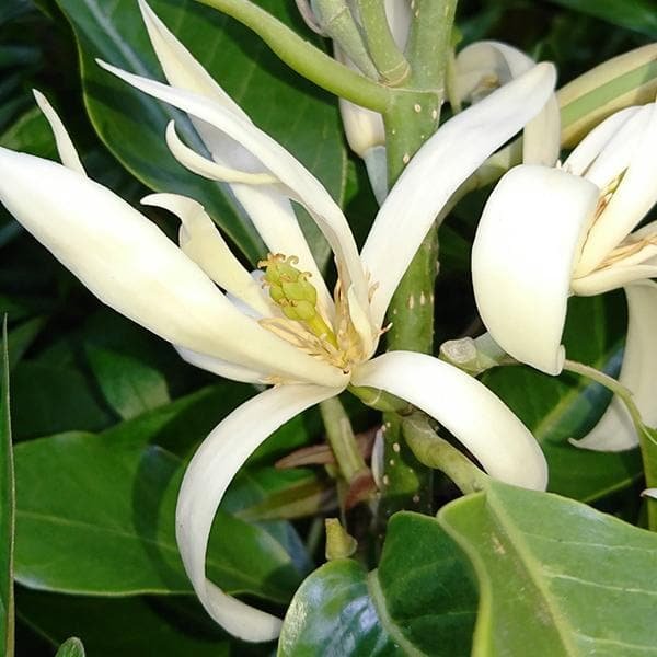 Champa Tree White