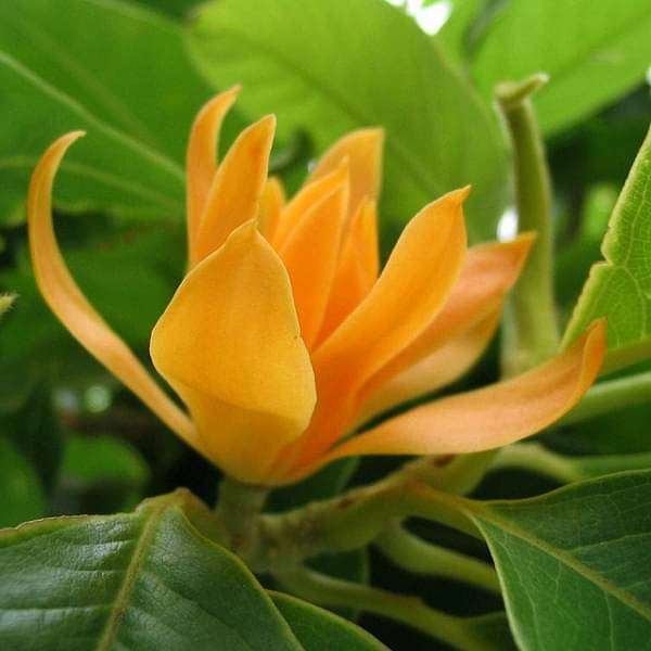 Champa Tree Yellow