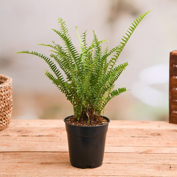Boston Fern Green