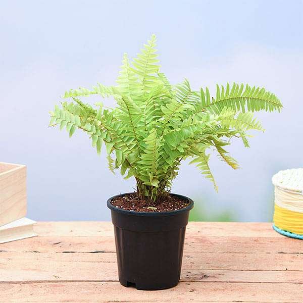 Boston Fern Golden