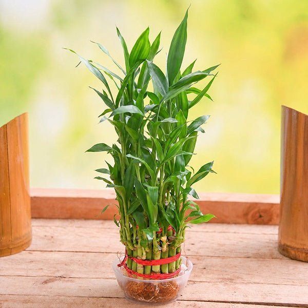 Lucky Bamboo 3 Layer