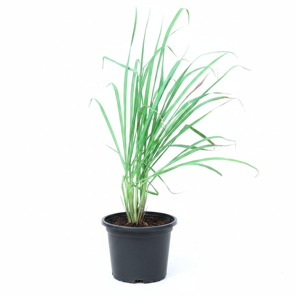 Lemongrass