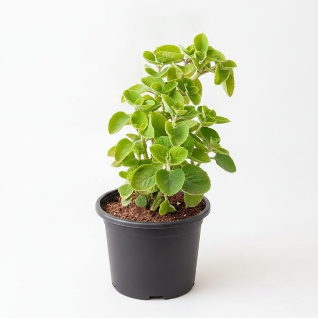 Indian Borage