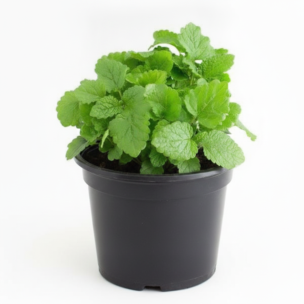 Lemon Balm