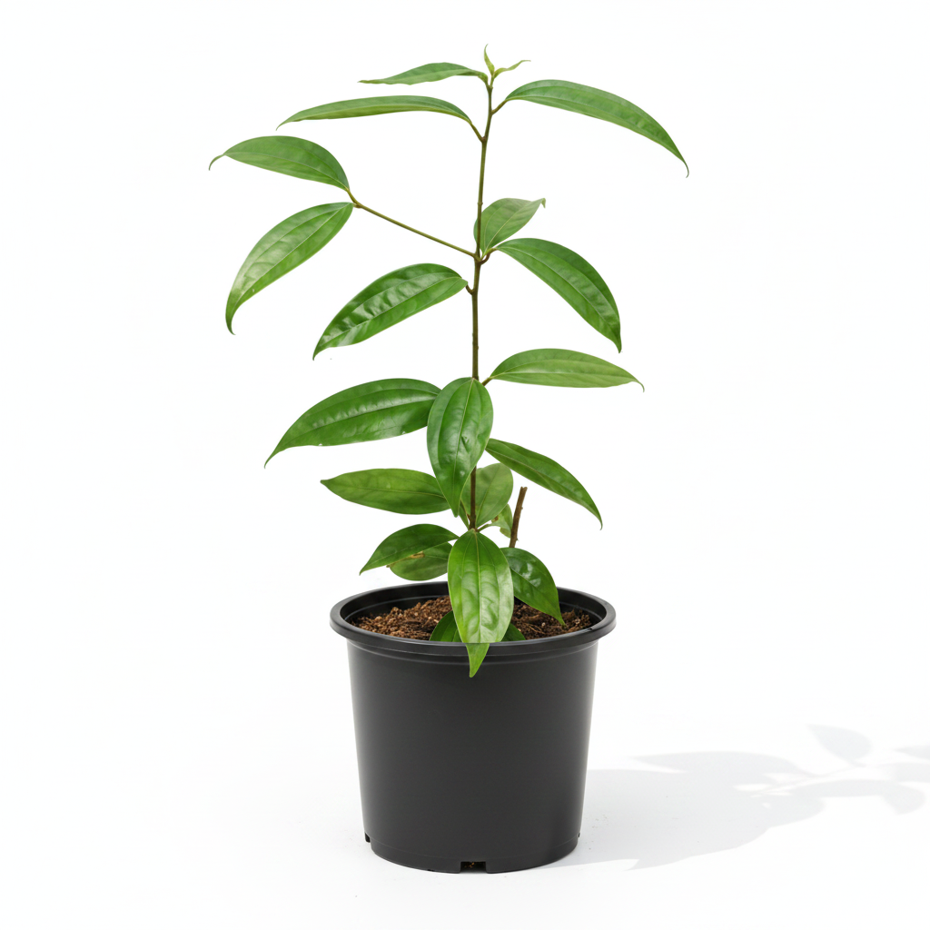 Indian Bay Leaf