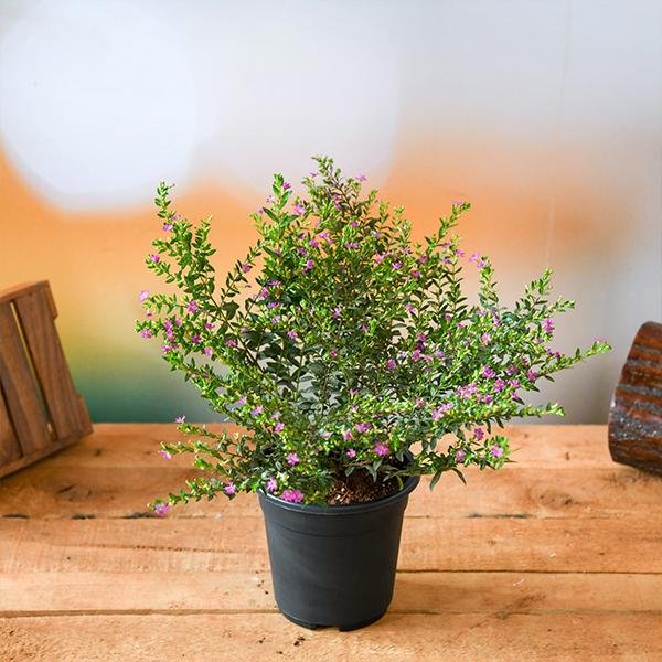 Mexican Heather Lavender