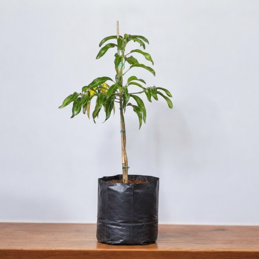 Mango Tree Pairi (Grafted) Grafted
