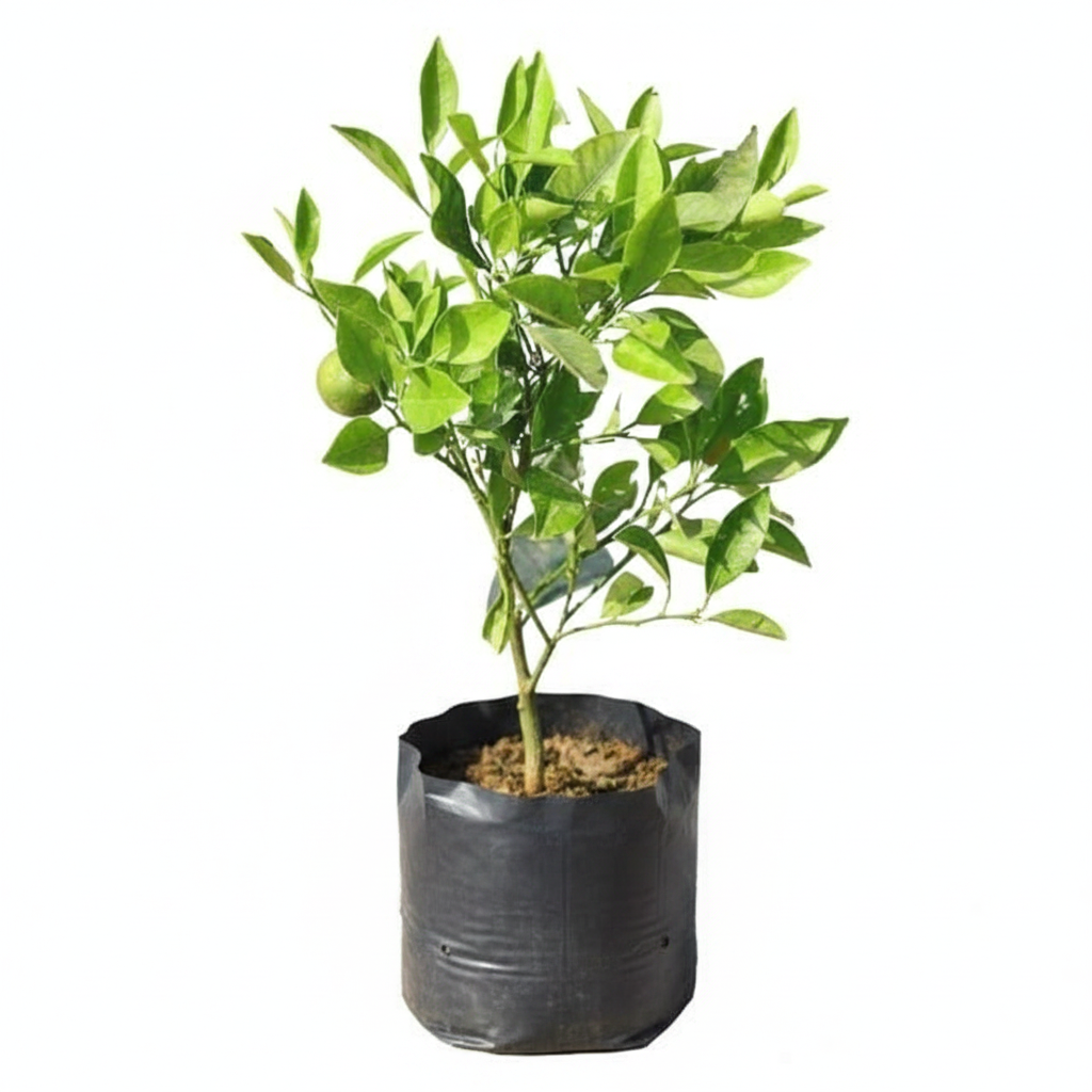 Orange Grafted