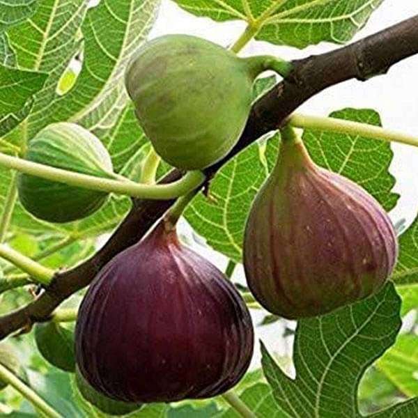 Fig