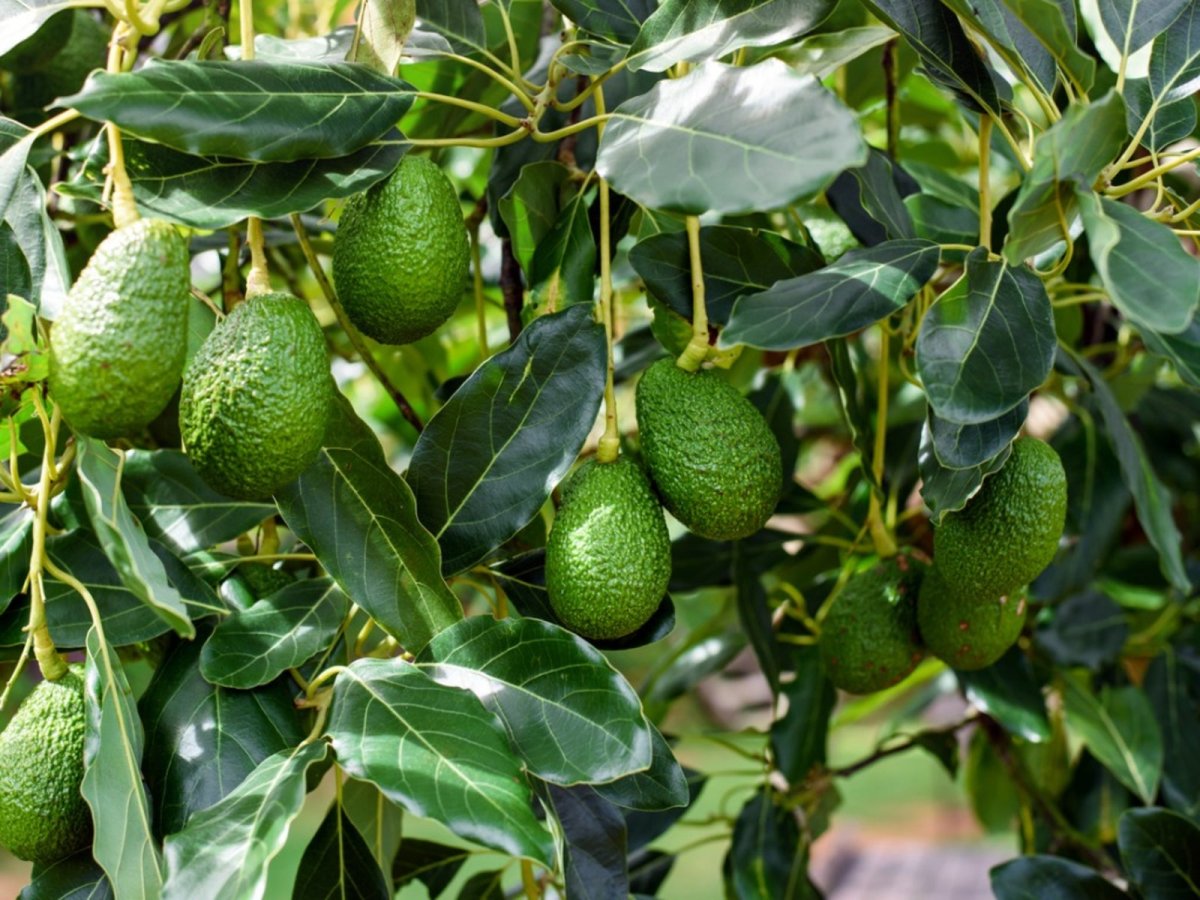 Avocado