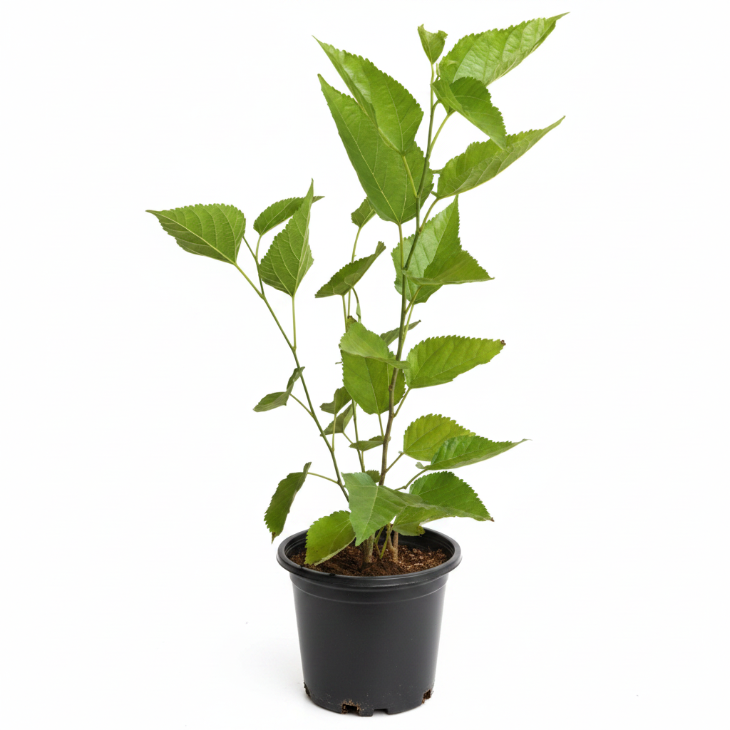 Mulberry Big Leaves