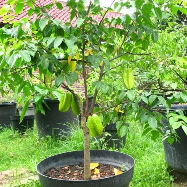 Star Fruit