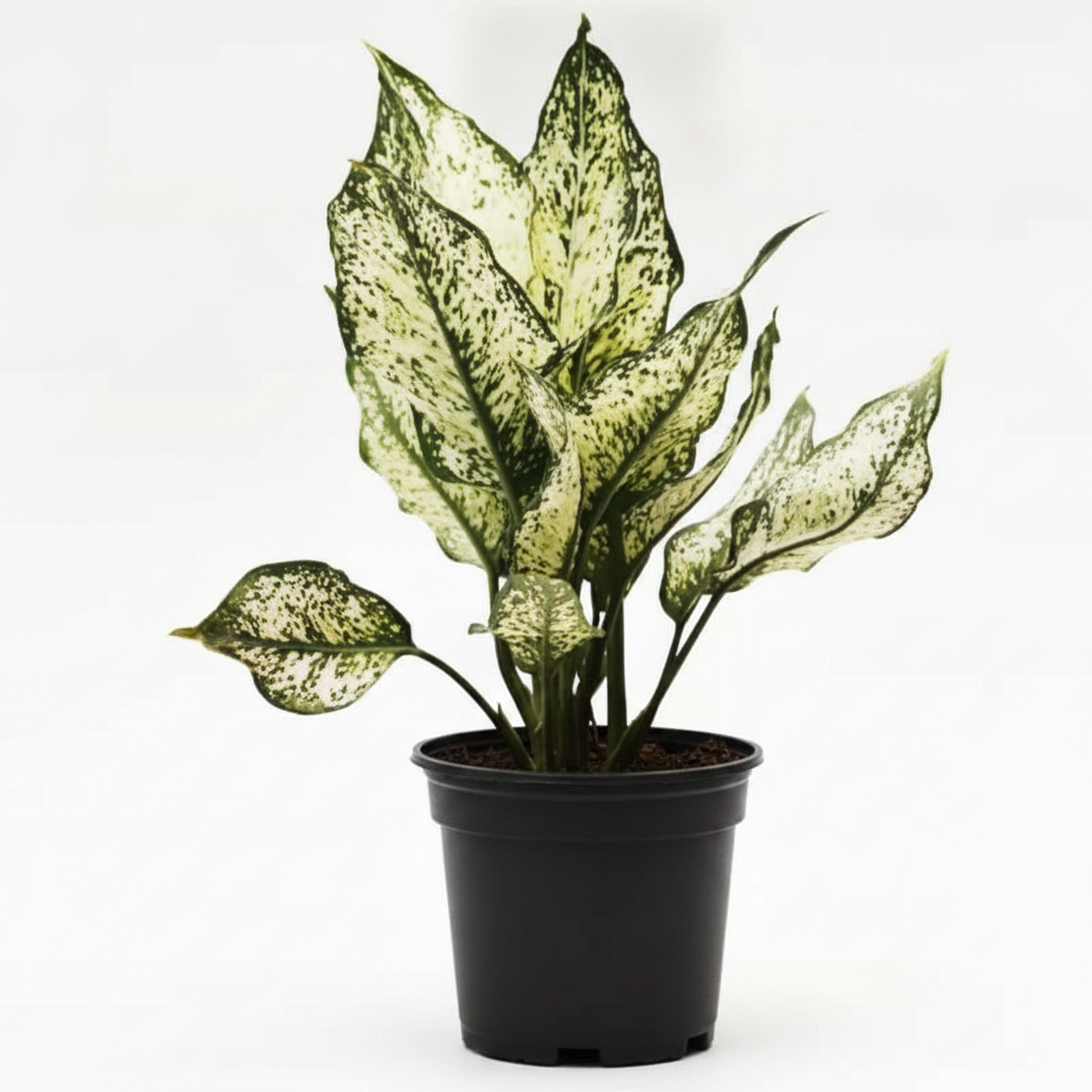 Aglaonema Snow White