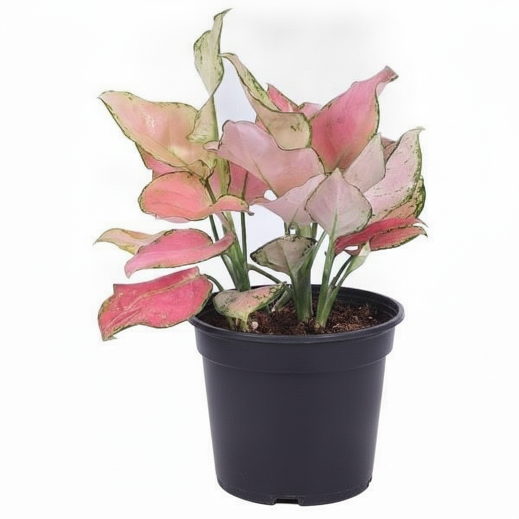 Aglaonema Valentine