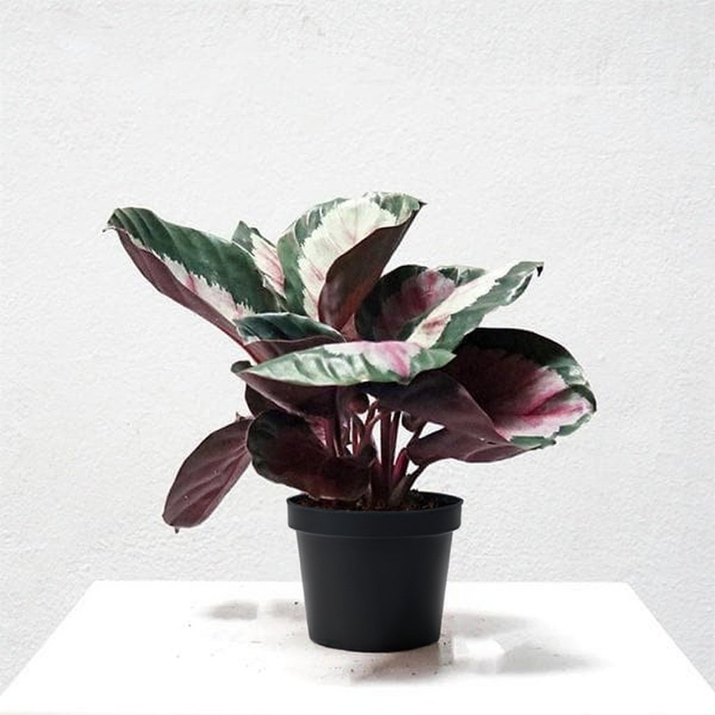 Calathea Corona