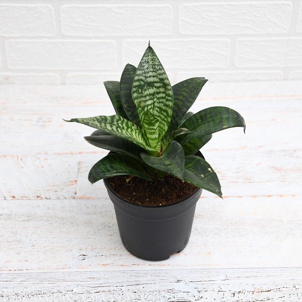 Sansevieria Hahnii Green