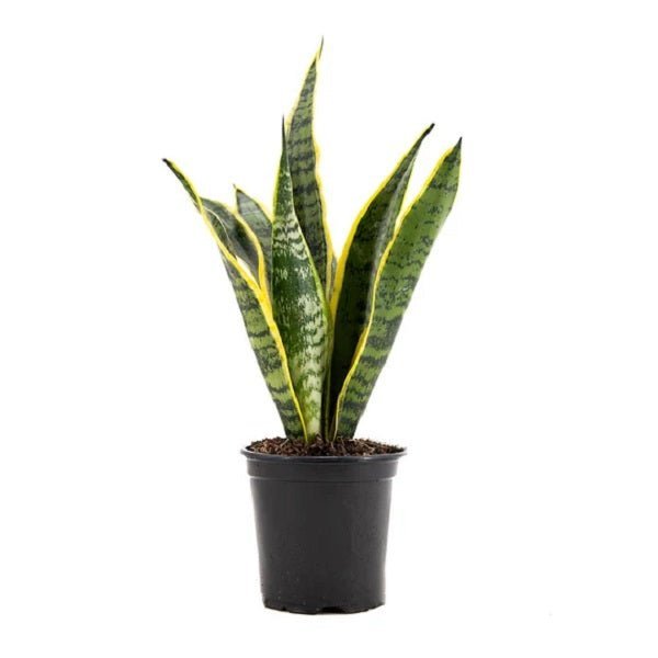 Sansevieria Laurentii Variegated